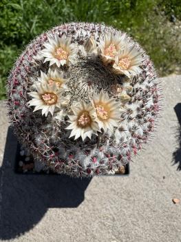 Mammillaria hahniana spec.